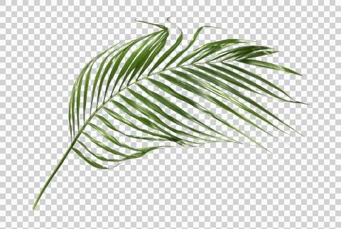 Green palm leaf on transparent background Stock Photos