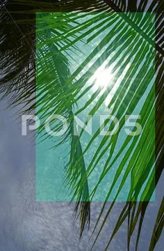 Green Palm Leaf under Sunlight, Blue Sky, Cloudy Stock Photos
