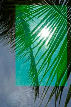 Green Palm Leaf under Sunlight, Blue Sky, Cloudy Stock Photos
