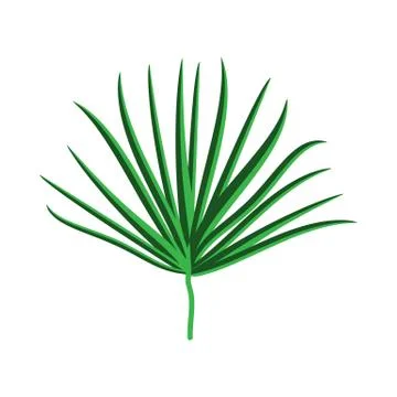 Green Palm Leaf on White Background.  Illustration. Illustrazione stock