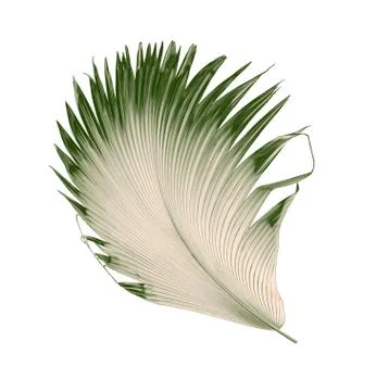 Green palm leaf on white background Stock Photos