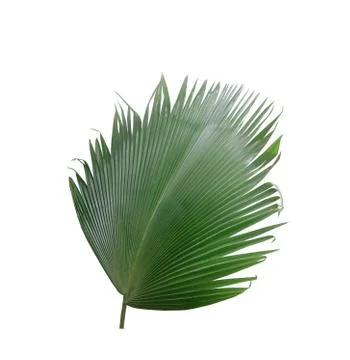 Green palm leaf on white background Stock Photos