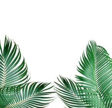 Green palm leaf on white background Stock Photos