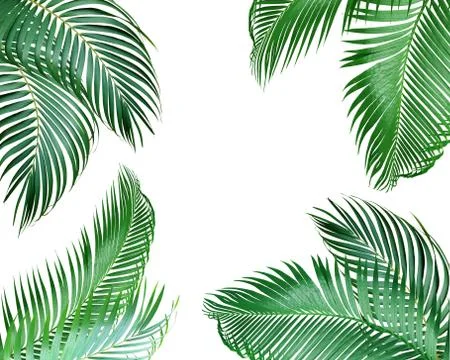 Green palm leaf on white background Foto stock