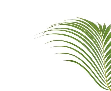 Green palm leaf on white background Stock Photos