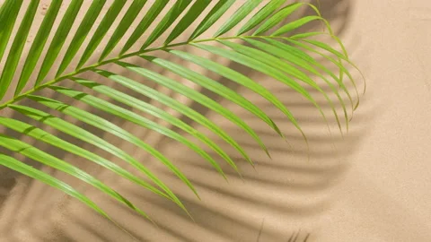Green palm leaf in wind with shadows overlays on sand background. Stock Footage 142704200