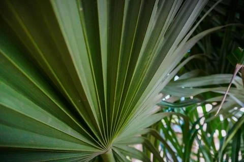 Green palm leave in the summer (1 of 1)-2 Stock Photos