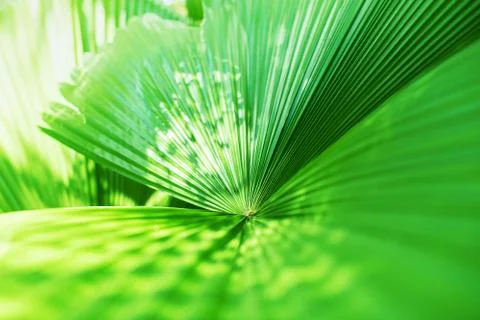 Green Palm Leave Thailand Tropical Background Stock Photos