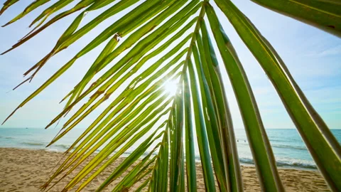 Green Palm Leaves Against a Clear Blue Tropical Sky. Stock Footage 331861653
