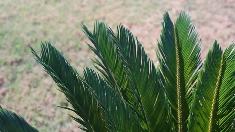 Green palm leaves, branches on sandy beach. Traveling background concept. Stock Footage 126337184