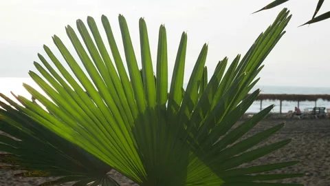 Green palm leaves flutter in wind Stock Footage 123650920