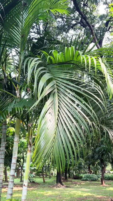 Green palm leaves Stock Footage 279393366