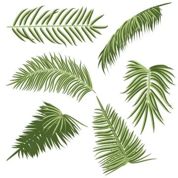 Green Palm Leaves Stock Illustration
