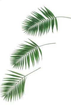 Green palm leaves pattern frame isolated on a white background . top view.copy s 스톡 사진