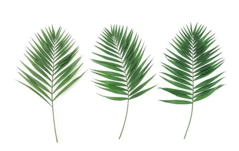 Green palm leaves pattern frame isolated on a white background . top view.copy s Stock Photos