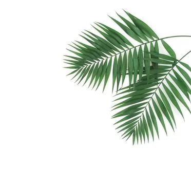 Green palm leaves pattern frame isolated on a white background . top view.copy s Stock Photos