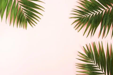 Green palm leaves pattern frame isolated on a pink background . top view.copy s Stock Photos