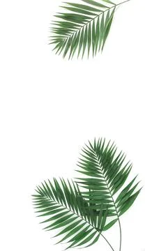 Green palm leaves pattern frame isolated on a white background . top view.copy s Stock Photos