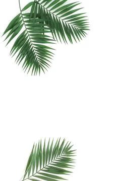 Green palm leaves pattern frame isolated on a white background . top view.copy s Stock Photos