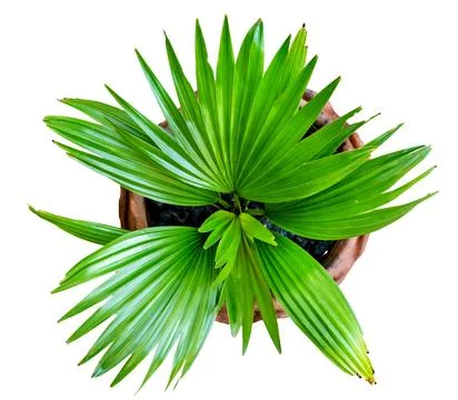 Green palm leaves pattern with vase for nature concept ,tropical leaf isola.. Stock Photos