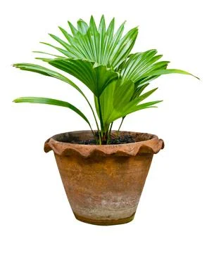 Green palm leaves pattern with vase for nature concept ,tropical leaf isola.. Stock Photos