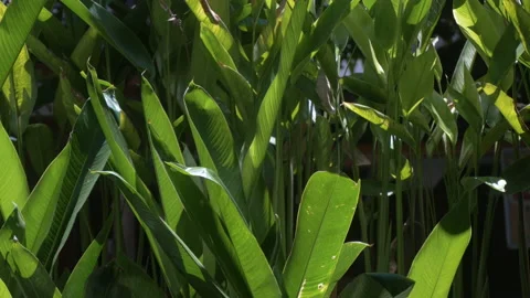 Green palm leaves under the sun, in Indonesia Stock Footage 222426526