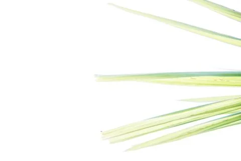 Green palm leaves on a white background, end, Isolate, selective focus Stock Photos