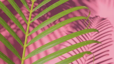 Green palm leaves in wind with shadow on pink background Stock Footage 151589950