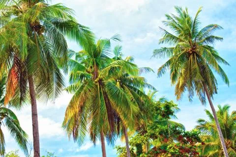 Green palm Foto stock