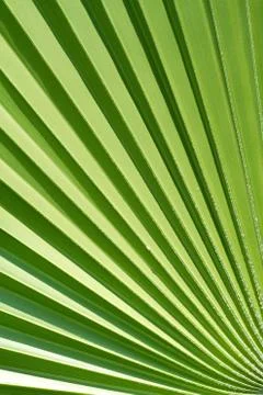 Green palm Stock Photos
