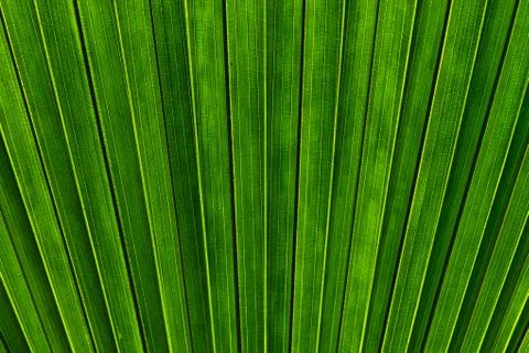 Green palm 库存照片