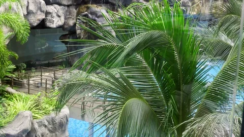 Green palm by the pool close-up. Palm tree sways in the wind under the sun. Vídeo Stock 117754370