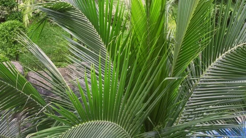 Green palm by the pool close-up. Palm tree sways in the wind under the sun. 库存影片 117755006