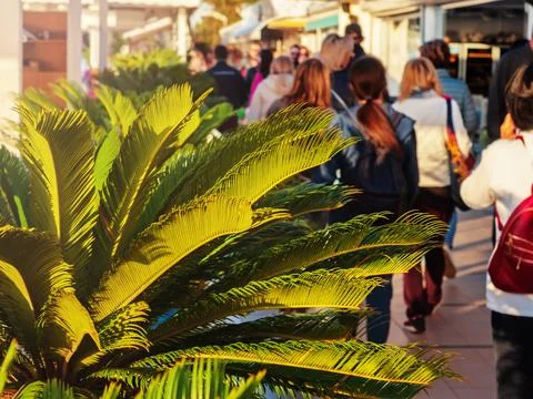 Green palm tree against the background of walking people. Southern spring Stock Photos