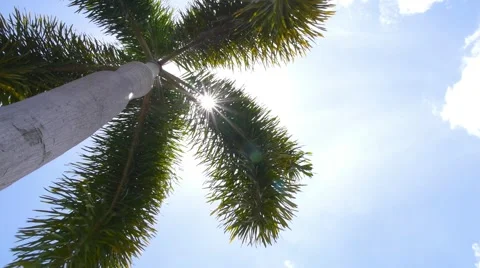 Green Palm Tree against Blue Sunny Sky on Island Stock Footage 57776589