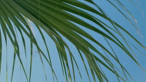 A green palm tree against a blue sky. Palm trees in the sun. View of palm trees 스톡 동영상 240200685