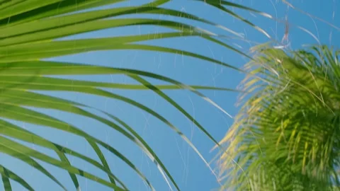 A green palm tree against a blue sky. Palm trees in the sun. View of palm trees 動画素材 240200912