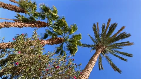 A green palm tree against a blue sky. Stock Footage 241593576