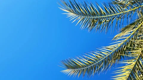 A green palm tree against a blue sky. Stock Footage 241595334