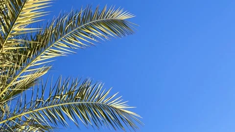 A green palm tree against a blue sky. Stock Footage 241595492