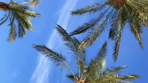 A green palm tree against a blue sky. Stock Footage 241595976