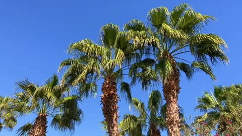 A green palm tree against a blue sky. Stock Footage 241596270