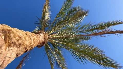 A green palm tree against a blue sky. Stock Footage 241602798