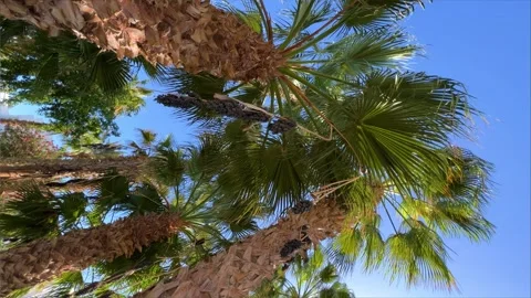 A green palm tree against a blue sky.  Stock Footage 243457644