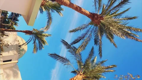 A green palm tree against a blue sky.  Stock Footage 243587779