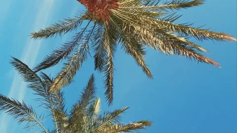 A green palm tree against a blue sky.  Stock Footage 243587871