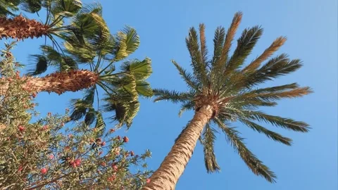 A green palm tree against a blue sky.  Stock Footage 243588540
