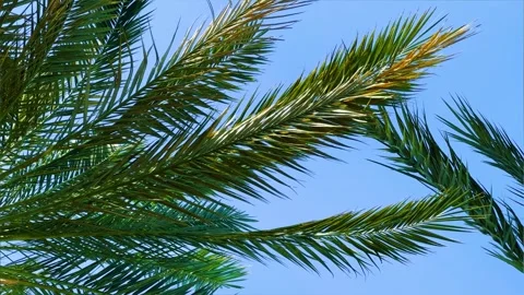 A green palm tree against a blue sky.  Stock Footage 243714541