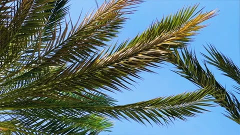 A green palm tree against a blue sky.  Stock Footage 243714648