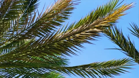A green palm tree against a blue sky.  Stock Footage 243715254